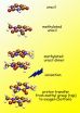 A surprising new kind of proton transfer