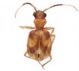 A synopsis of the carabid beetle tribe Lachnophorini reveals remarkable 24 new species