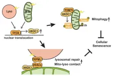 A tidy cell seems to keep aging at bay