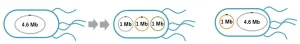 A tripartite-chromosome E. coli strain allows the chromosome isolation and implantation