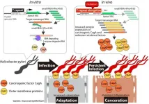 A tummy invader: This bacterial molecule may be key to fighting stomach cancer