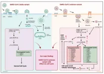 A unique pathogenic mechanism of SARS-CoV-2 omicron variant: Selective induction of cellular senescence