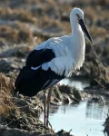 A visit from the stork brings genomic hope for this endangered species