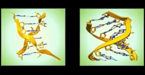 A Z-RNA nanoswitch encoded by junk DNA turns-off immune responses against self