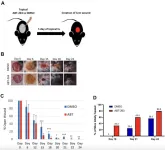 ABT-263 treatment rejuvenates aged skin and enhances wound healing