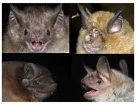 Accurate aging of wild animals thanks to first epigenetic clock for bats