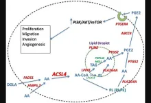 ACSL4: Biomarker, mediator and target in quadruple negative breast cancer