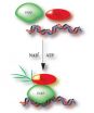 Activating ALC1: With a little help from friends