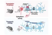 Acute breakdown of the glial network in epilepsy