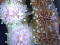 Adult coral can handle more heat and keep growing thanks to heat-evolved symbionts