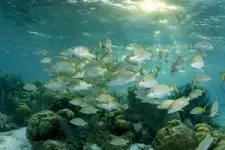 Adult fish struggle to bounce back in marine protected areas 2