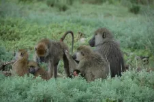 Adult friendships can triumph over childhood trauma, even in baboons