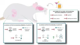 Adult neurogenesis may hold clues for more effective treatment of alcoholism