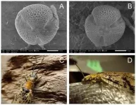 Adult nocturnal fishflies found to visit flowers for food