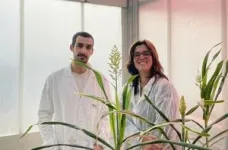 Advancing sorghum science: drought-resilient crop for Spain's agricultural future 2