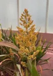 Advancing sorghum science: drought-resilient crop for Spain's agricultural future 3