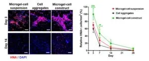 Advancing tissue engineering with shape memory hydrogels 2