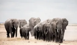 African elephants only occupy a fraction of their potential range