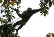African great apes to suffer massive range loss in next 30 years