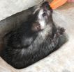 African rodent uses poison arrow toxin to deter predators