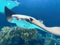 After hundreds of years, study confirms Bermuda now home to cownose rays