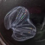 After injury, these comb jellies can fuse to become one