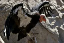 After near extinction, new genome data bodes well for condors future