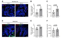 Age-associated gene expression changes in mouse sweat glands