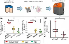 Aging cells in abdominal fluid cause increased peritoneal dissemination of gastric cancer