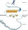 Aging cells lose their grip on DNA rogues