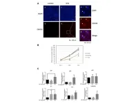 Aging modulates extracellular vesicles of epidermal keratinocytes