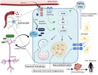 Aging-US: PAM (PIK3/AKT/mTOR) signaling in glia: potential contributions to brain tumors