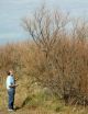 AgriLife Research expert: Salt cedar beetle damage widespread after warm summer