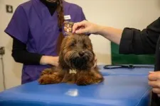 AI algorithm accurately detects heart disease in dogs 2