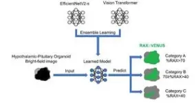 AI beats experts in predicting future quality of “mini-organs” 2