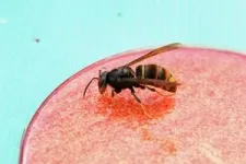 AI helps to detect invasive Asian hornets 3