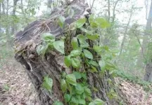 AI-powered app can detect poison ivy 3