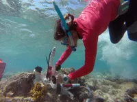 Algae growing on dead coral could paint a falsely rosy portrait of reef health