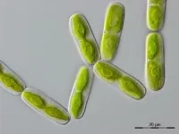 Algae provide clues about 600 million years of plant evolution 2