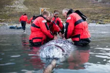 Algorithm reveals the mysterious foraging habits of narwhals