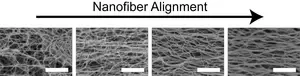 Aligned peptide ‘noodles’ could enable lab-grown biological tissues 2