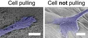 Aligned peptide ‘noodles’ could enable lab-grown biological tissues 3