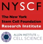 Allen Institute for Cell Science and New York Stem Cell Foundation join forces to advance inclusive cellular biology