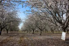 Almond production remains stable in the long term, despite deficit irrigation