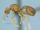 Alternate mechanism of species formation picks up support, thanks to a South American ant