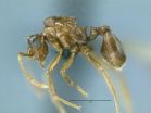 Alternate mechanism of species formation picks up support, thanks to a South American ant 2