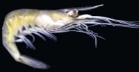 Amazonian shrimps: An underwater world still unknown