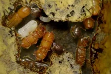 Ambrosia beetles can recognise their food fungi by their scents 2