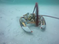 American lobster population, habitat preferences shifting, study finds