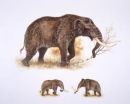 American mastodons made warm Arctic, subarctic temporary home 125,000 years ago 2